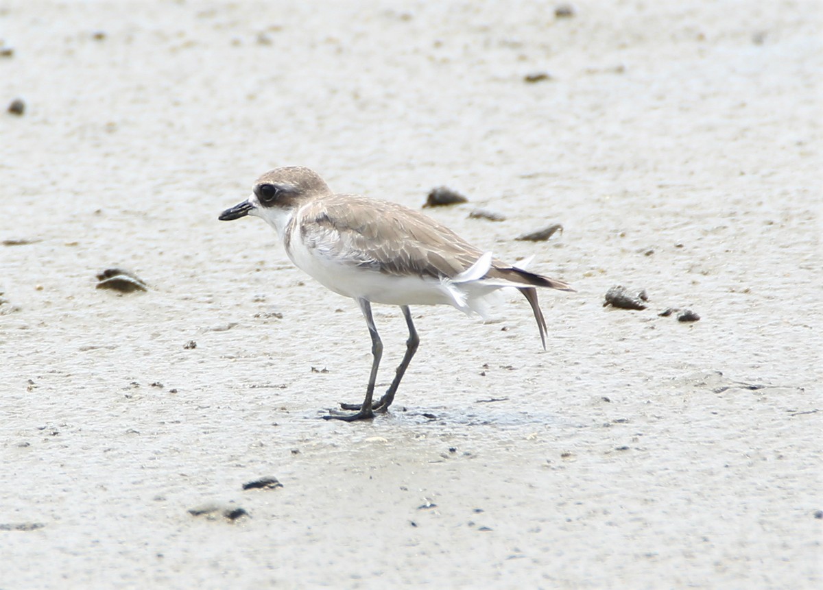 Greater Sand-Plover - Mary Clarke