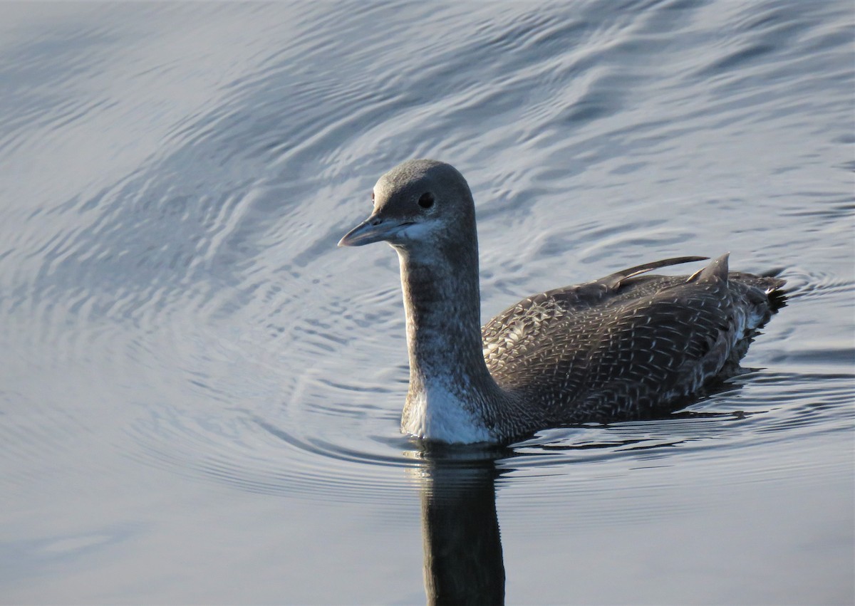 Red-throated Loon - ML85460041