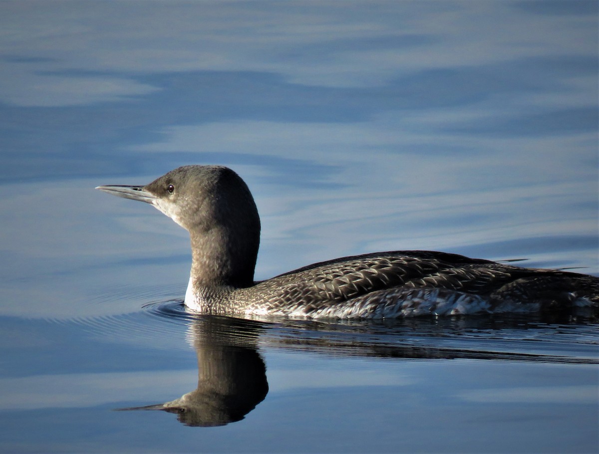 Red-throated Loon - ML85460071