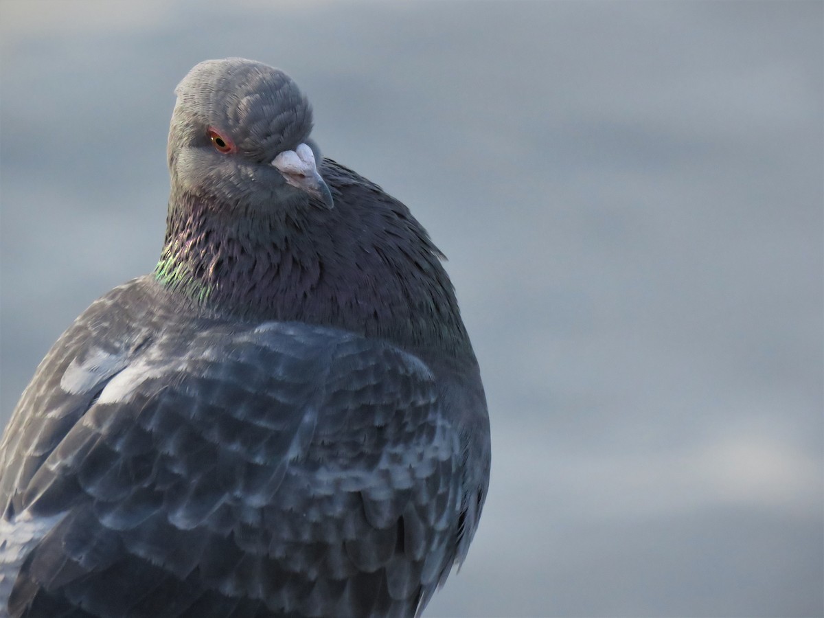 Rock Pigeon (Feral Pigeon) - ML85460641