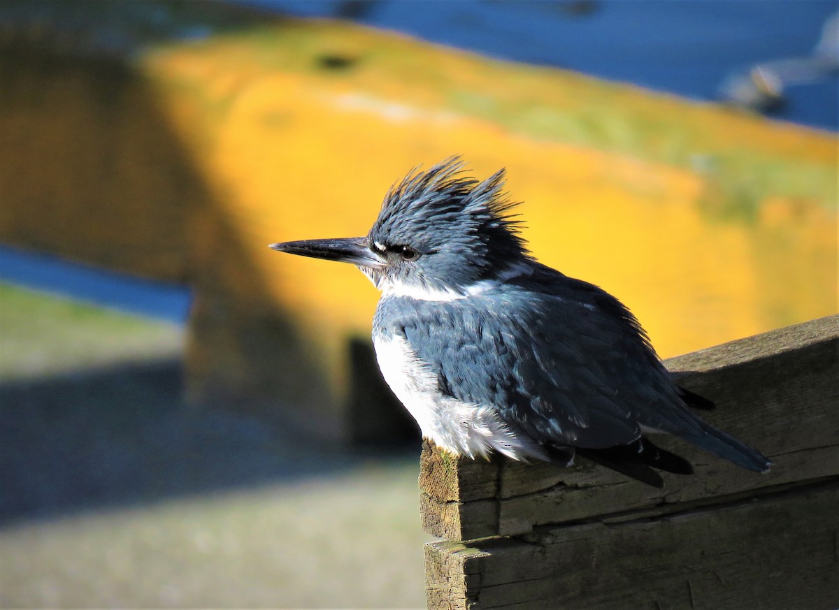 Belted Kingfisher - ML85460731