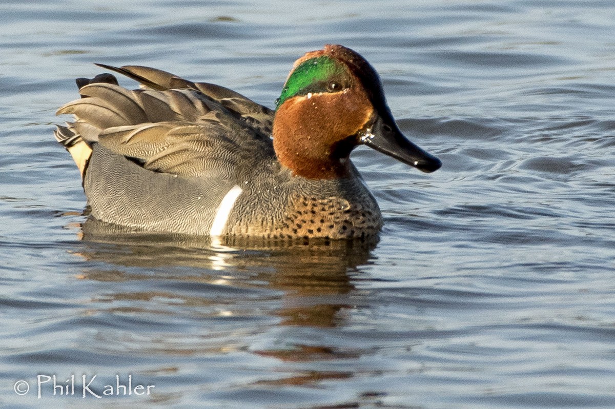 Green-winged Teal - ML85461031