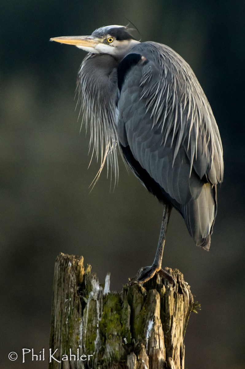 Great Blue Heron - Phil Kahler