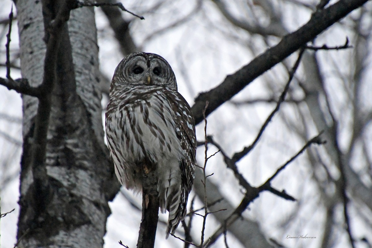 Barred Owl - ML85462801