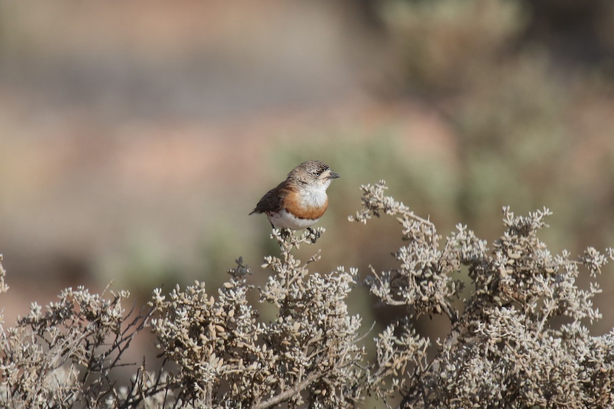 Chestnut-breasted Whiteface - ML85463491