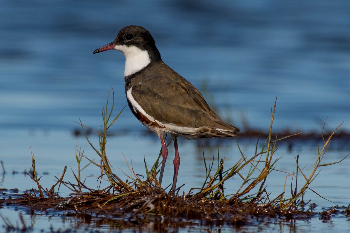 Red-kneed Dotterel - ML85464581