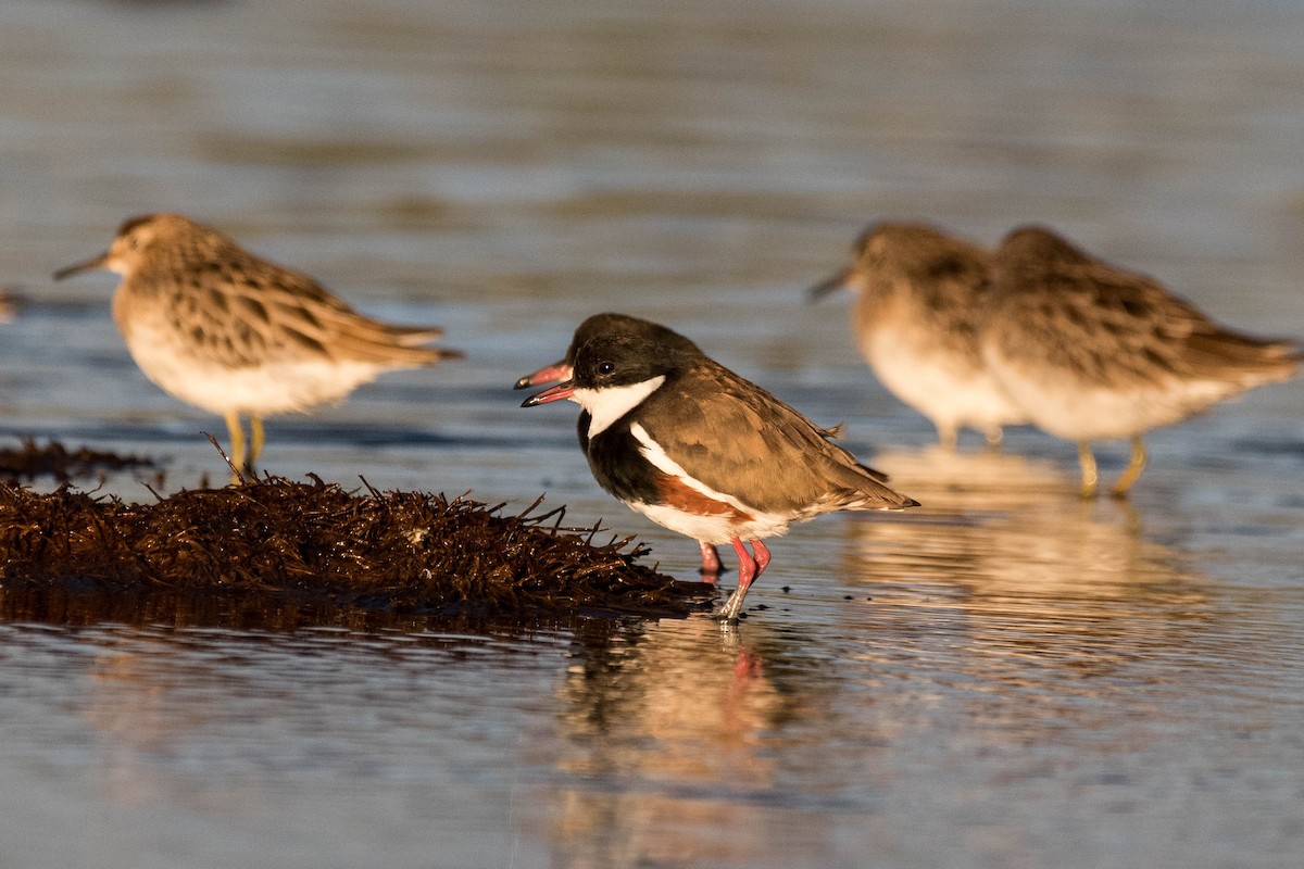 Red-kneed Dotterel - ML85464631