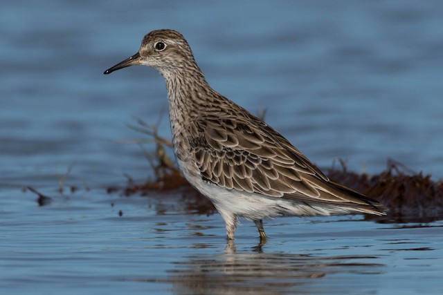 Definitive Basic Sharp-tailed Sandpiper. - Sharp-tailed Sandpiper - 