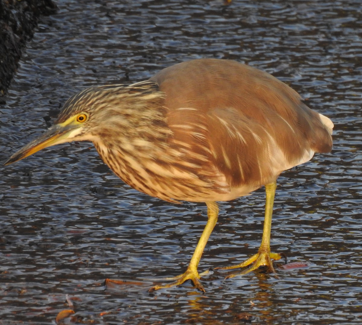 Chinese Pond-Heron - Troy Case