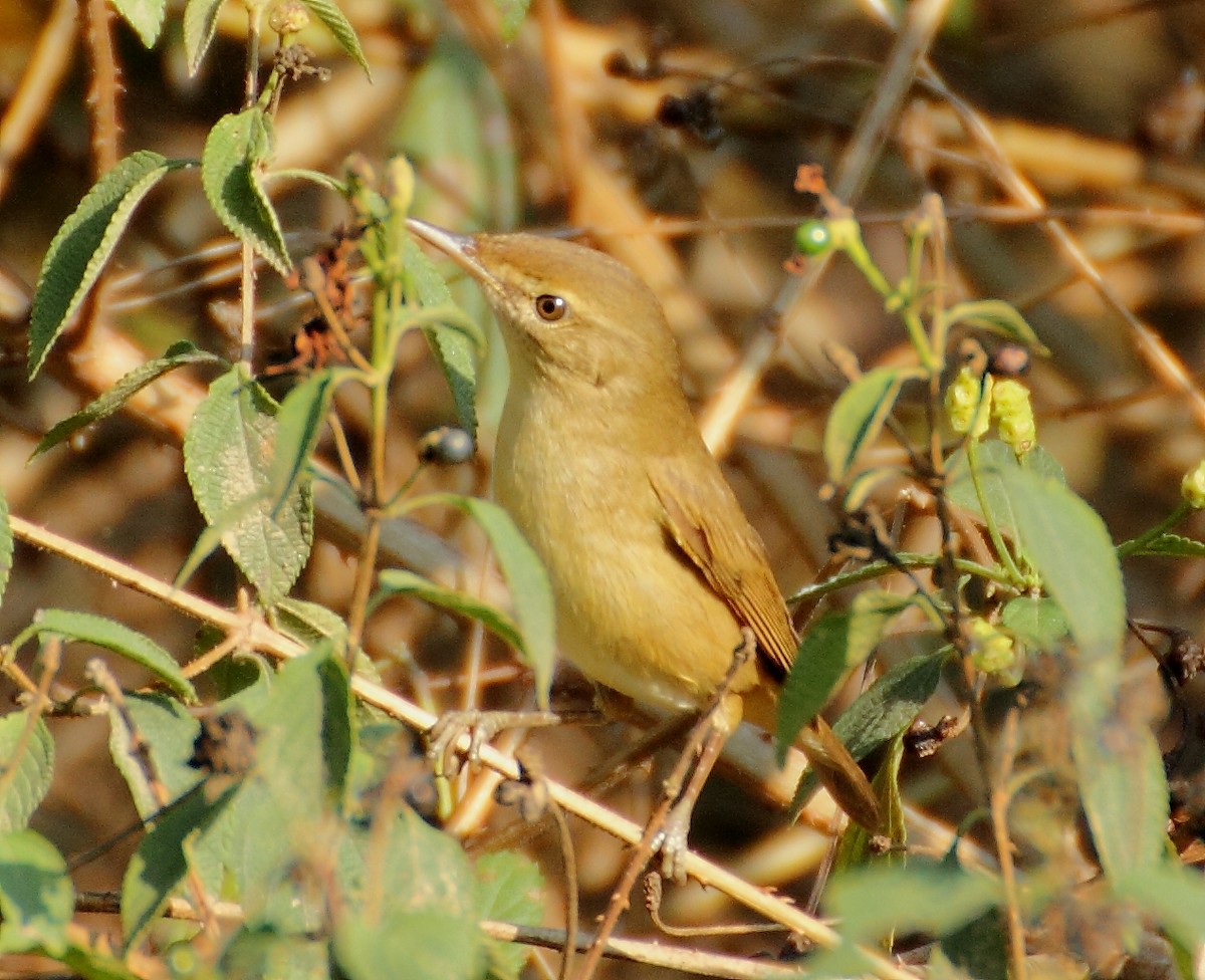 Booted Warbler - ML85465861