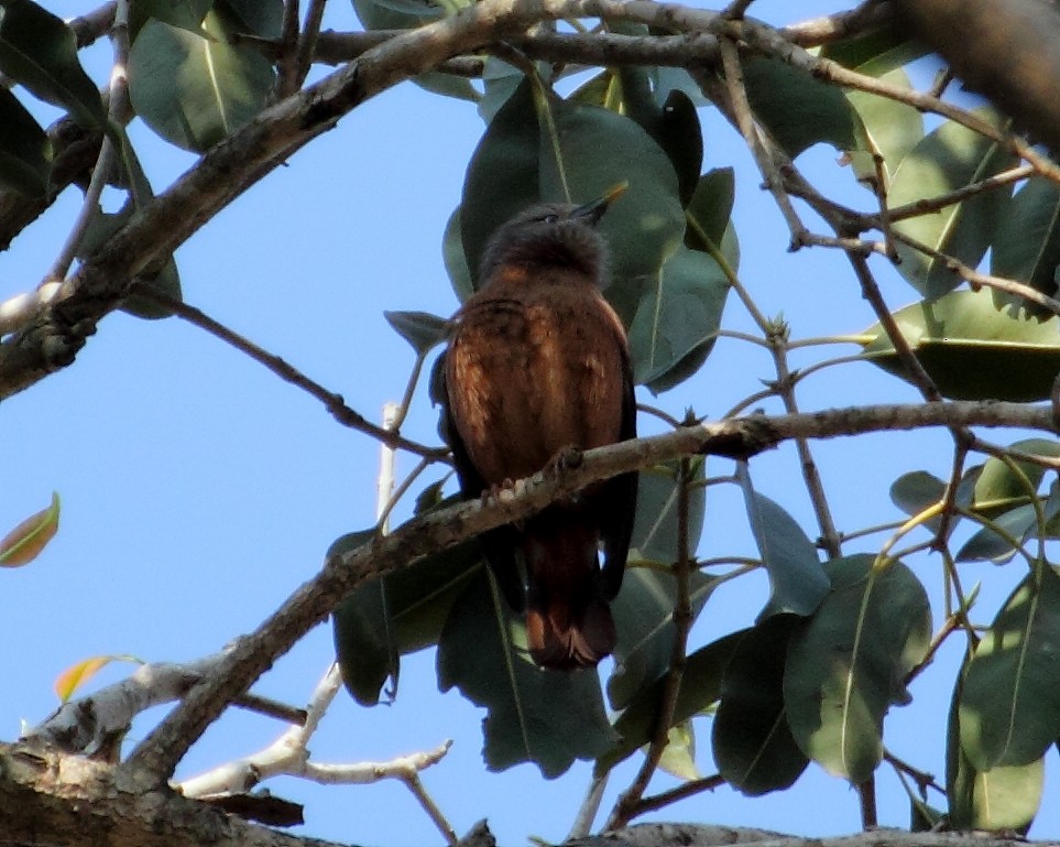 Chestnut-tailed Starling - ML85465911