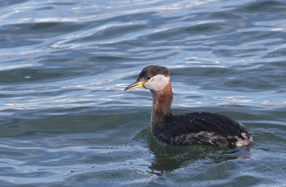 Red-necked Grebe - Jeff Mills