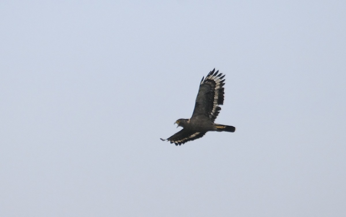 Crested Serpent-Eagle - ML85467111