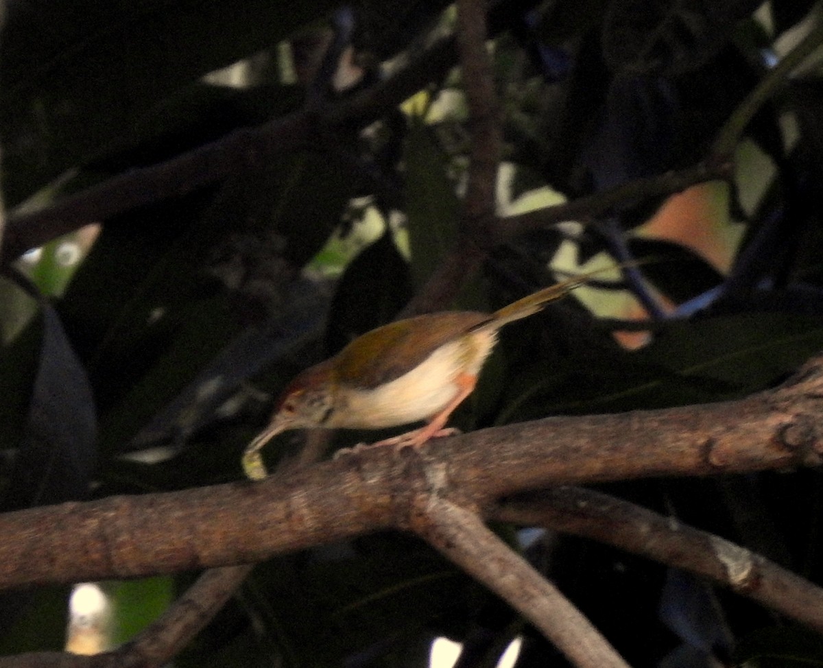 Common Tailorbird - Ganeshwar S V