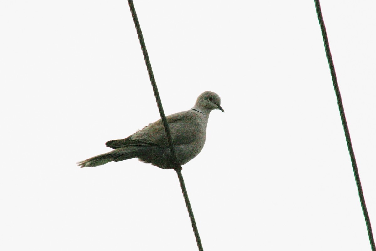 Eurasian Collared-Dove - ML85467641