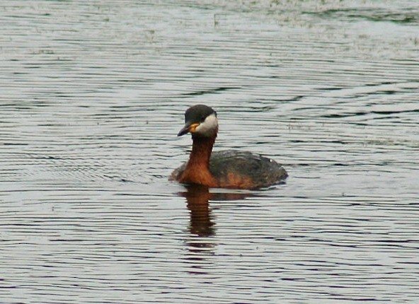 Red-necked Grebe - ML85469321