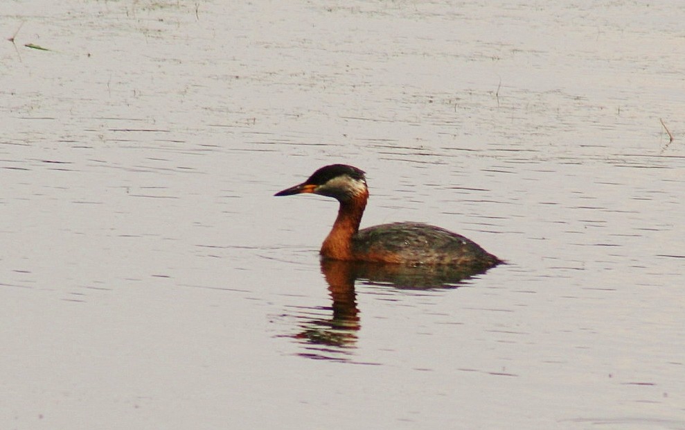 Red-necked Grebe - ML85469331