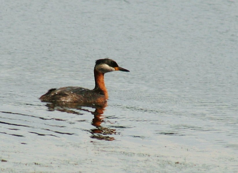 Red-necked Grebe - ML85469351