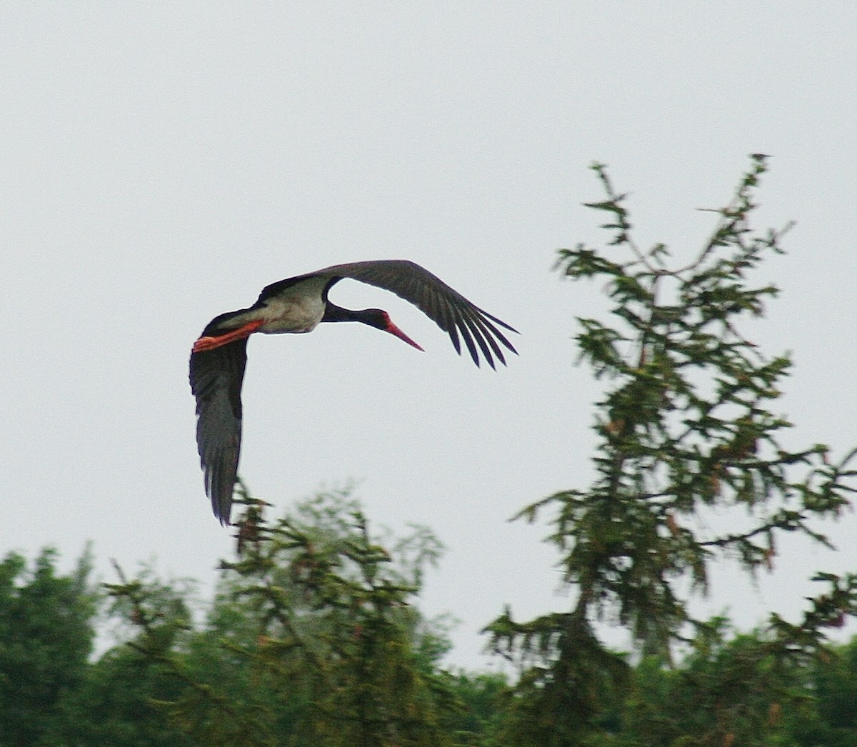 Black Stork - Albert Linkowski