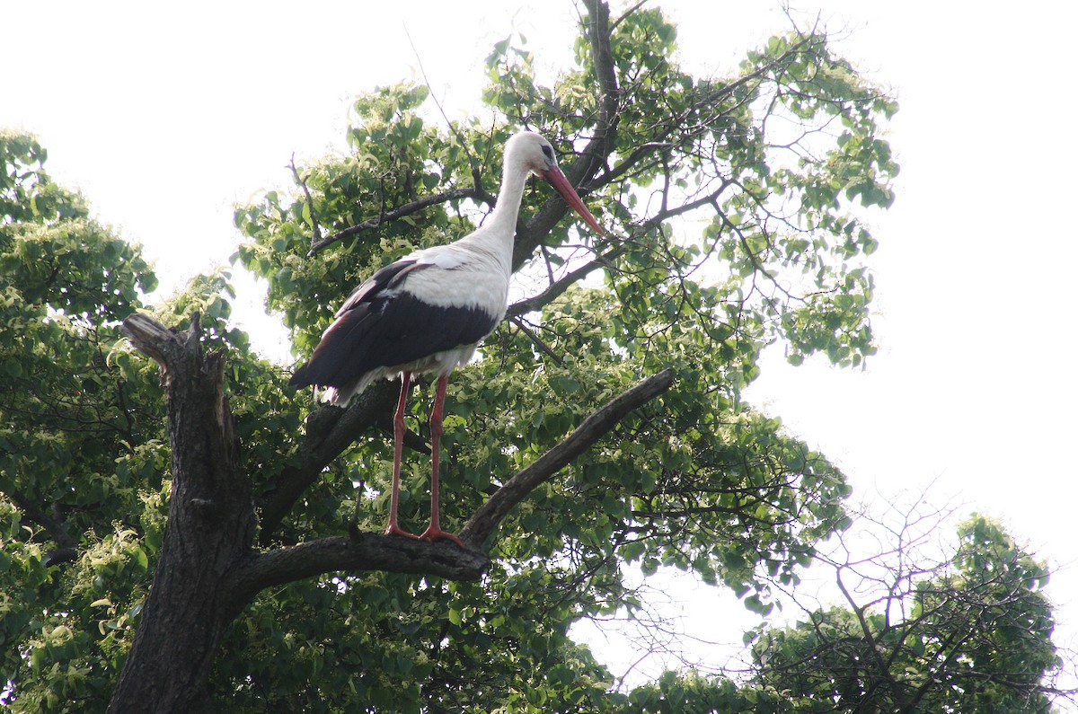 White Stork - Albert Linkowski