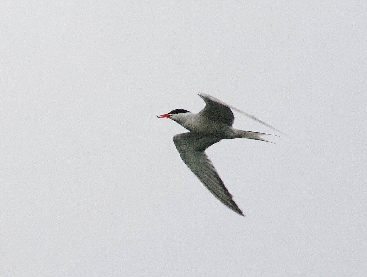 Common Tern - Albert Linkowski