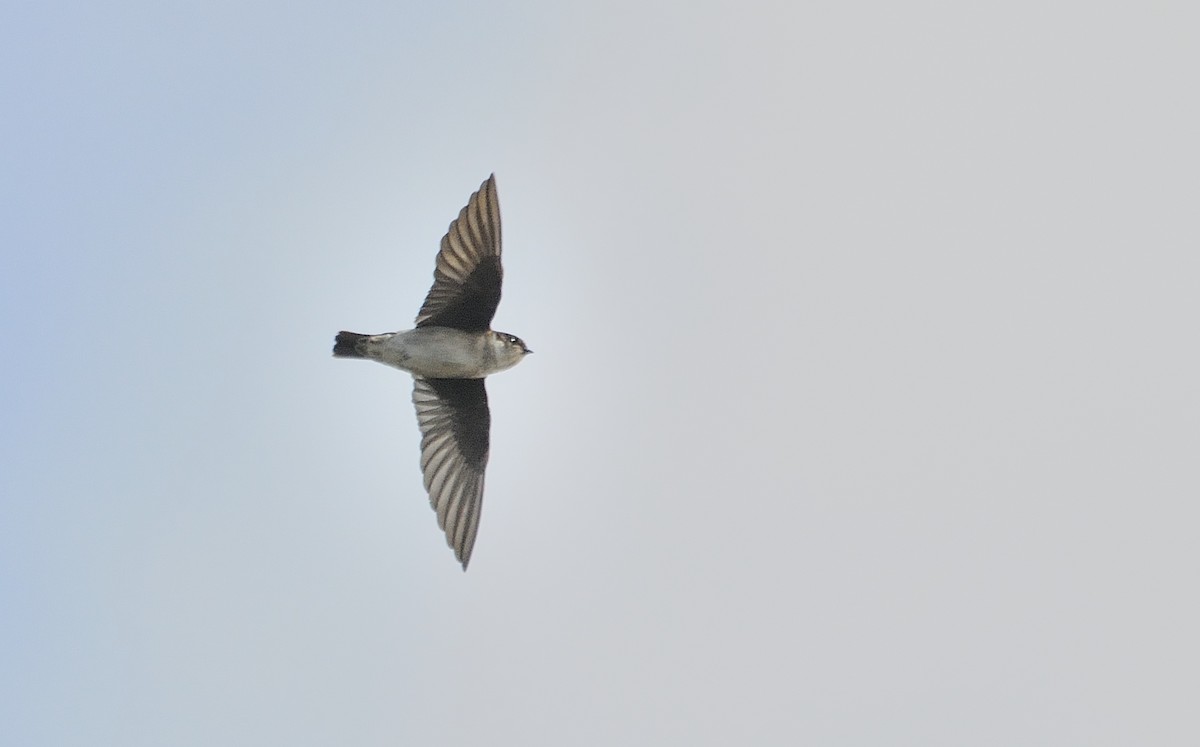 Asian House-Martin - Anonymous