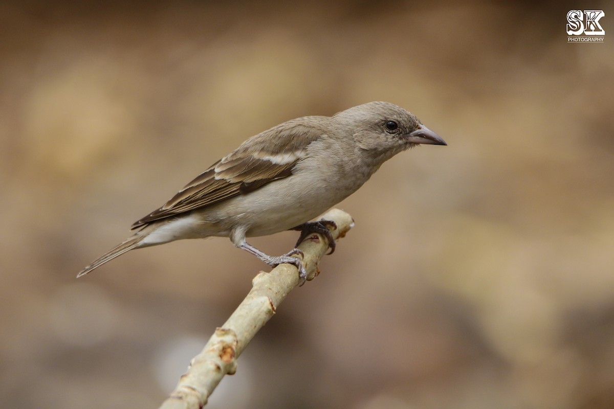 Yellow-throated Sparrow - Sachin Kumavat
