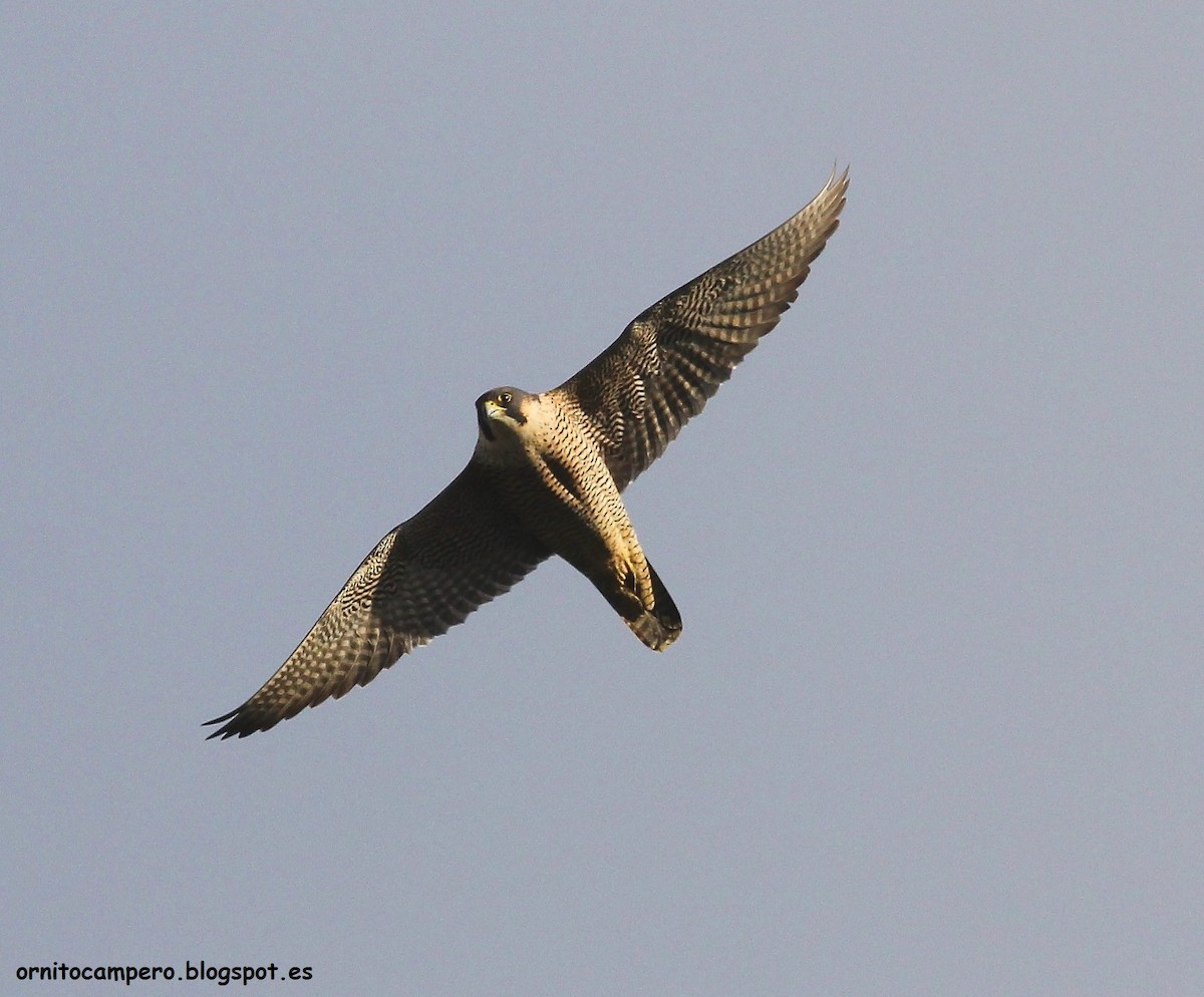 Peregrine Falcon - Ornitocampero Haritz Sarasa