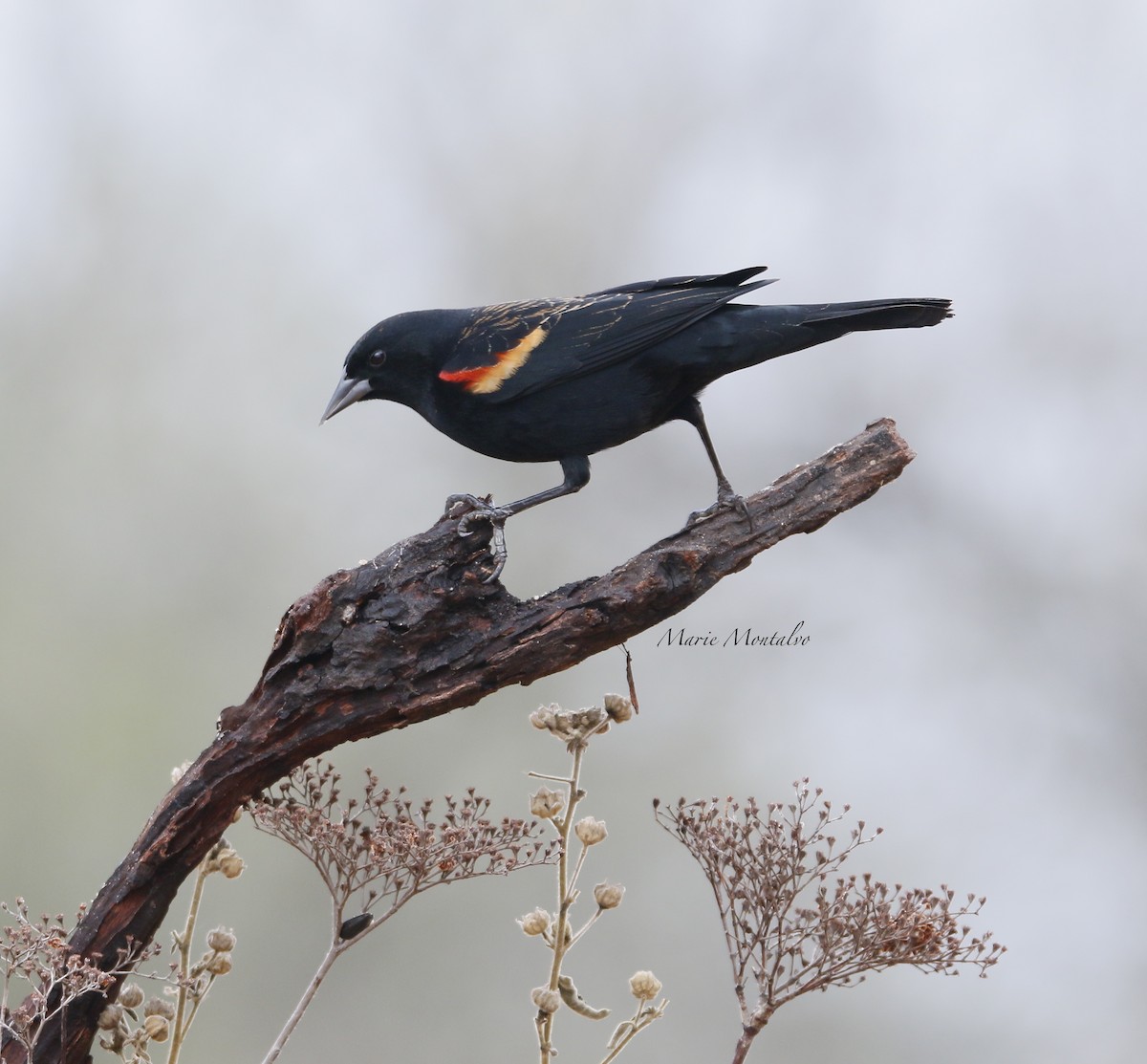 Red-winged Blackbird - ML85473421