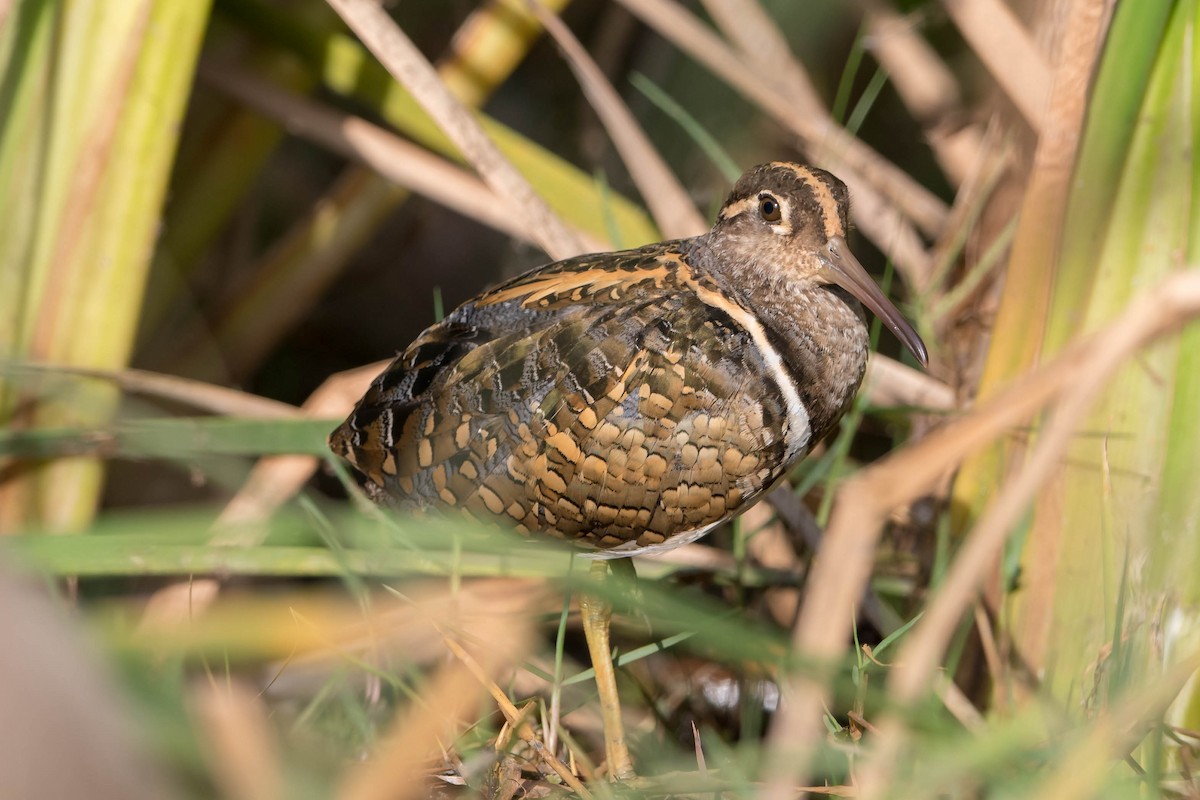Greater Painted-Snipe - ML85474021
