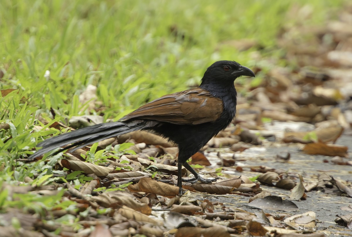 Greater Coucal - Rogério Rodrigues