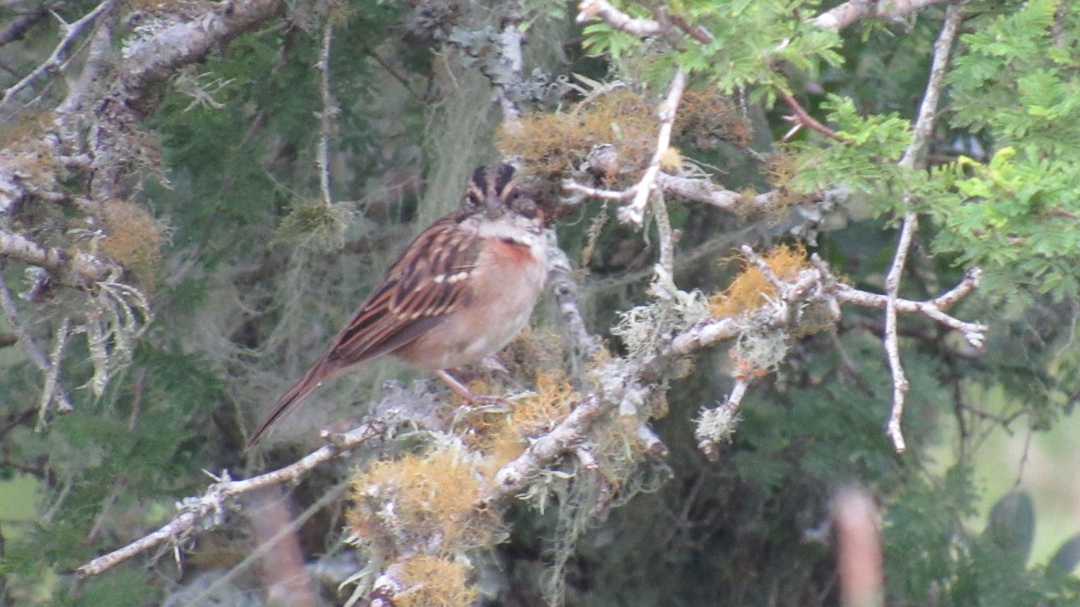 Rufous-collared Sparrow - ML85476701