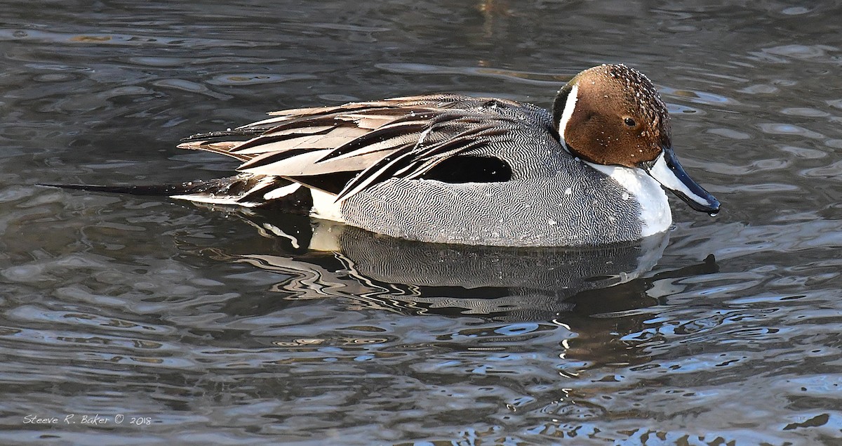 Northern Pintail - Steeve R. Baker