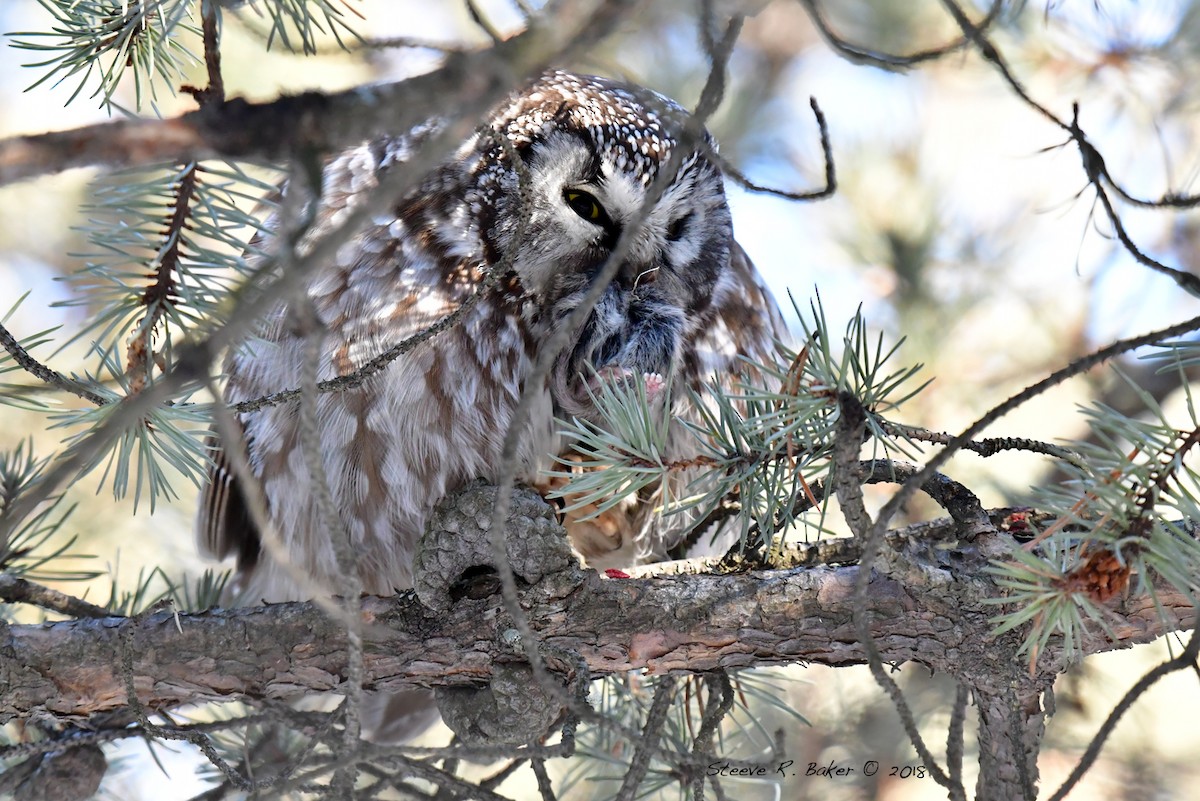 Boreal Owl - Steeve R. Baker