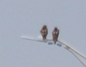 Red-tailed Hawk - ML85478561