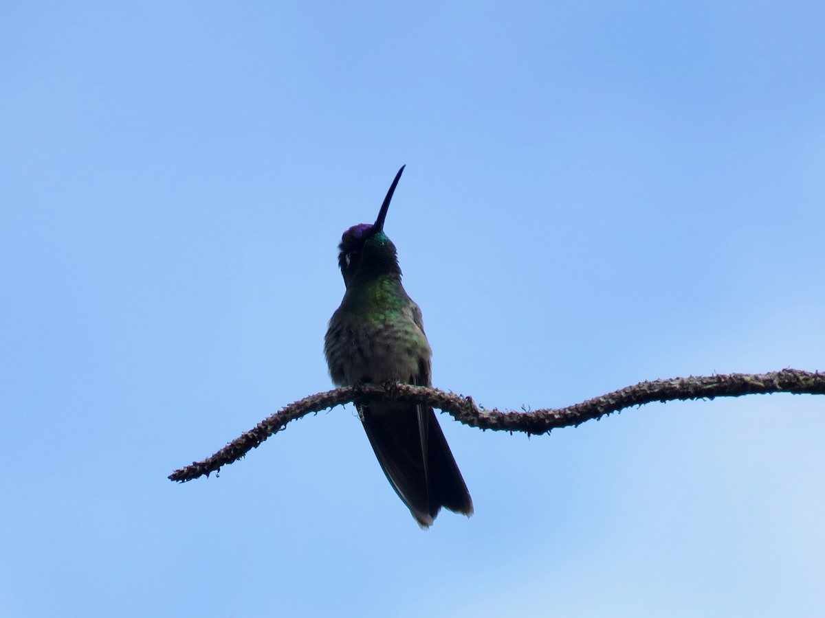 Rivoli's Hummingbird - ML85479011