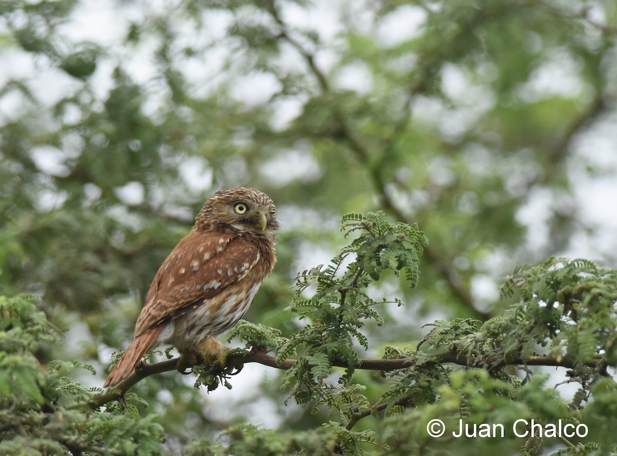 Peruvian Pygmy-Owl - ML85479181