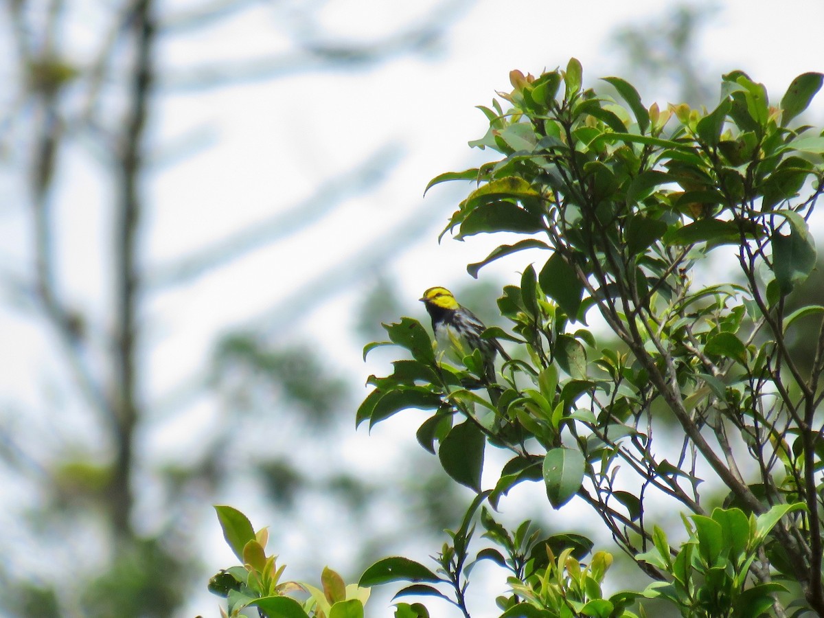 Golden-cheeked Warbler - ML85479241
