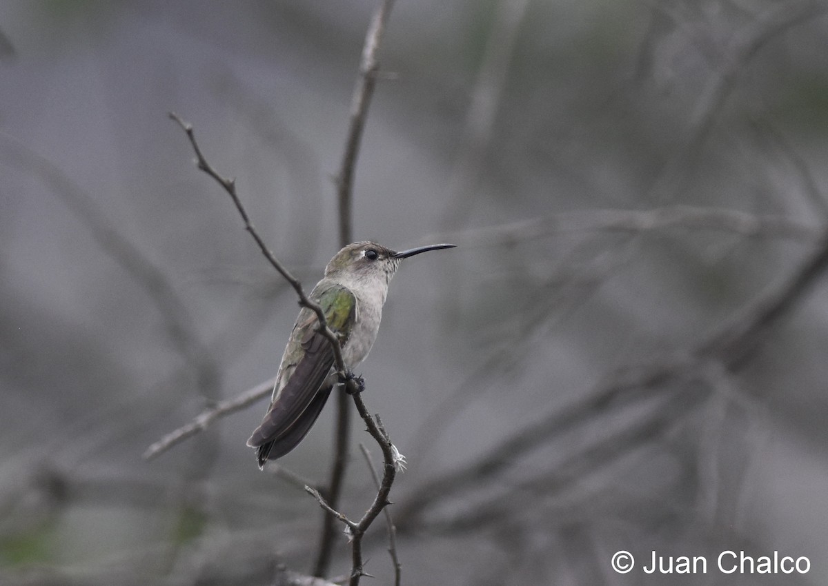 Tumbes Hummingbird - Juan José Chalco Luna