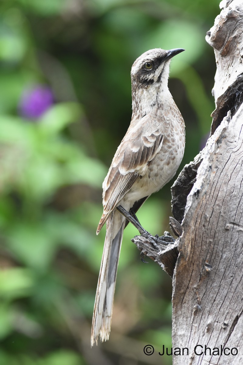 Long-tailed Mockingbird - Juan José Chalco Luna