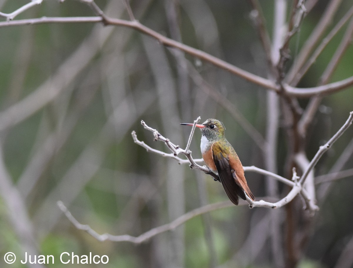 Amazilia Hummingbird - Juan José Chalco Luna