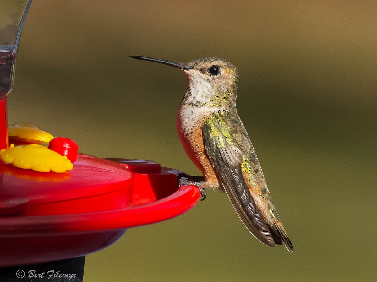 Rufous Hummingbird - Bert Filemyr