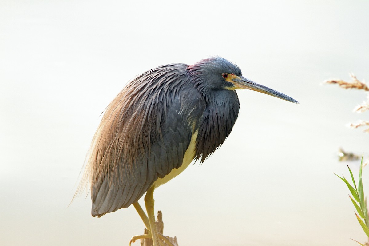 Tricolored Heron - Skip Cantrell