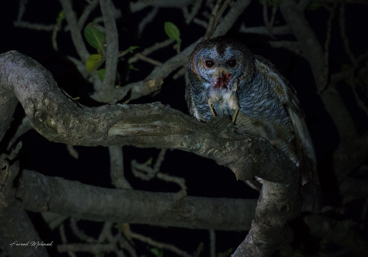 Mottled Wood-Owl - Fareed Mohmed