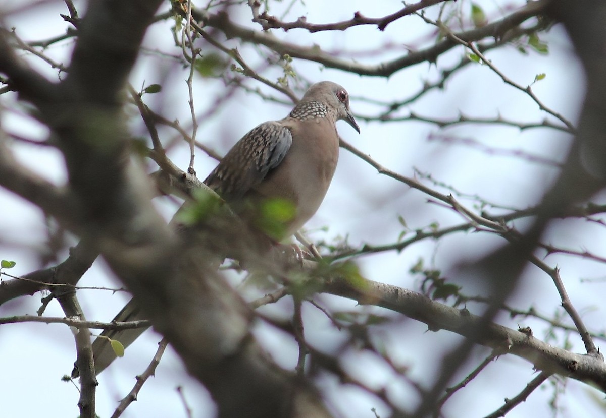 Spotted Dove - ML85482271