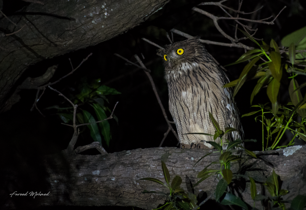Brown Fish-Owl - Fareed Mohmed