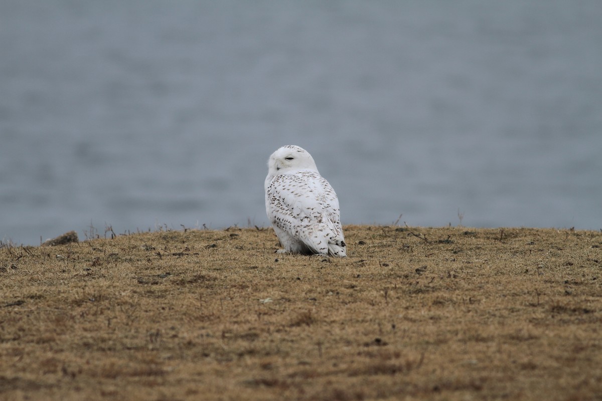 Snowy Owl - ML85482751