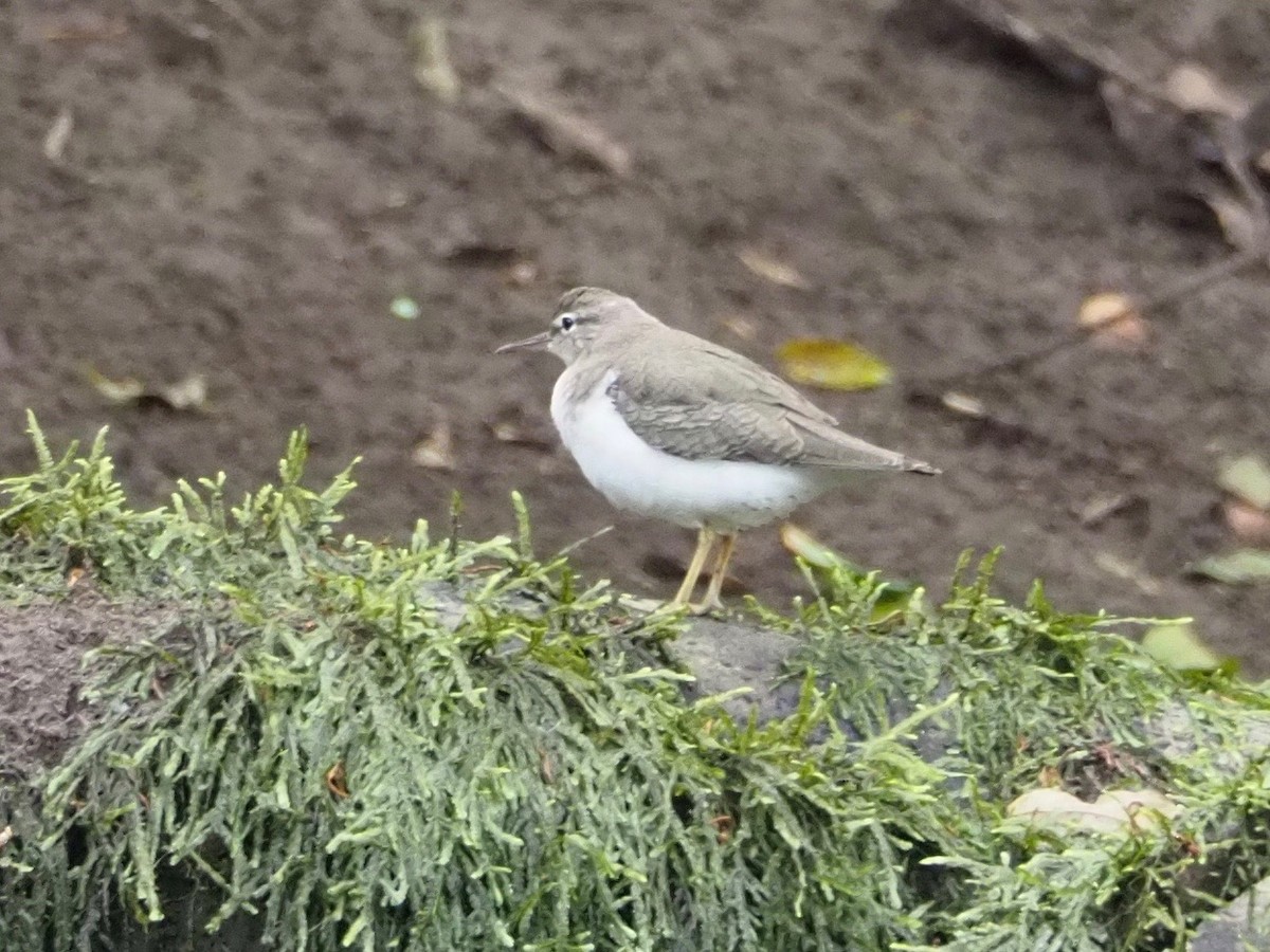 Spotted Sandpiper - Kelly Siderio