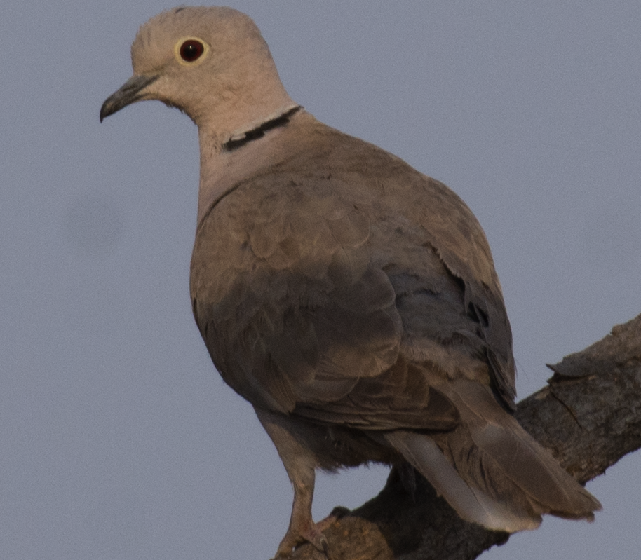 Eurasian Collared-Dove - Fareed Mohmed