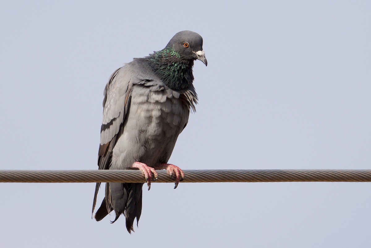 Rock Pigeon (Feral Pigeon) - Snehasis Sinha